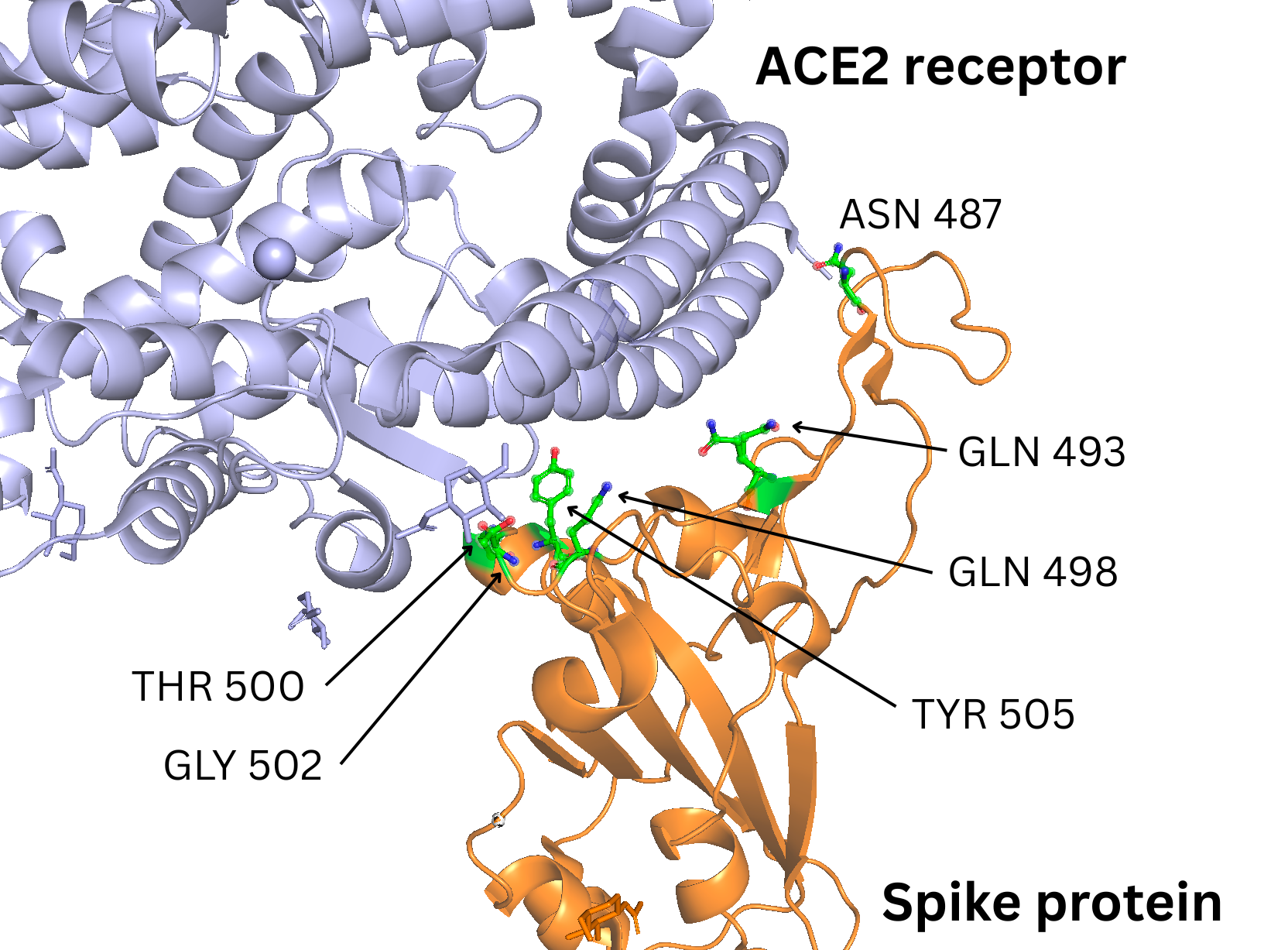 ACE2 Spike protein RBD interface